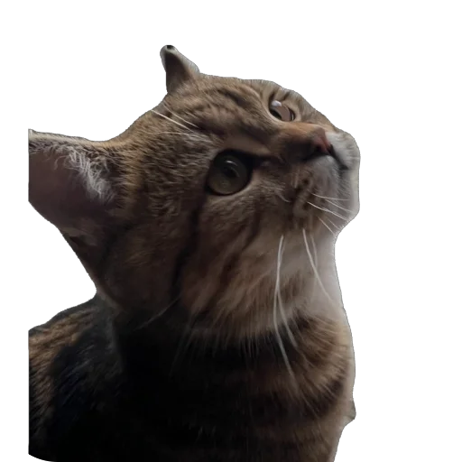 Стикер chelsik4 - 1