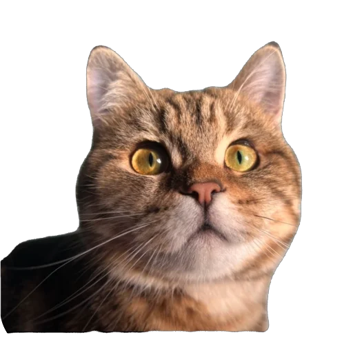 Стикер chelsik4 - 1