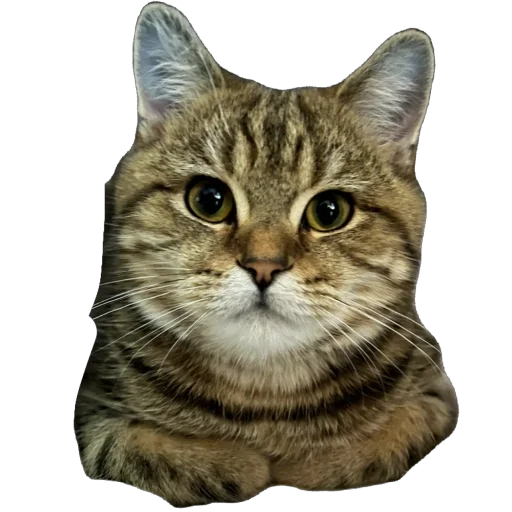 Стикер chelsik4 - 1