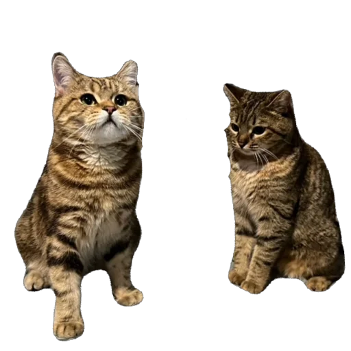 Стикер chelsik4 - 1