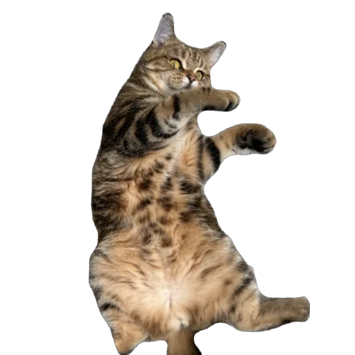 Стикер chelsik4 - 1