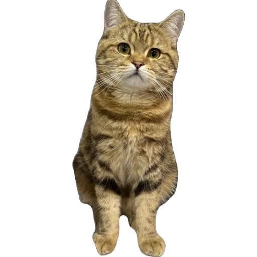 Стикер chelsik4 - 1