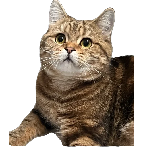 Стикер chelsik4 - 1