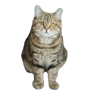 Стикер челсик😼 - 4