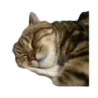 Стикер челсик😼 - 7