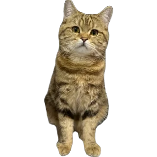 Стикер челсик😼 - 5