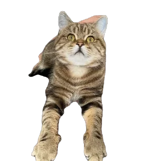 Стикер челсик😼 - 3