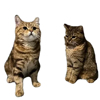 Стикер челсик😼 - 11