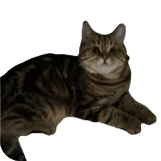 Стикер челсик😼 - 1