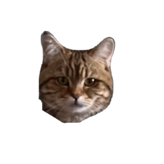 Стикер челсик😼 - 6