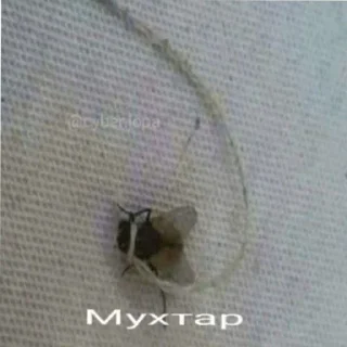 Sticker калыван - 6