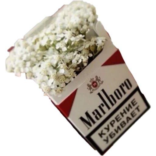 Стикер cherrysummerblodypris - 1