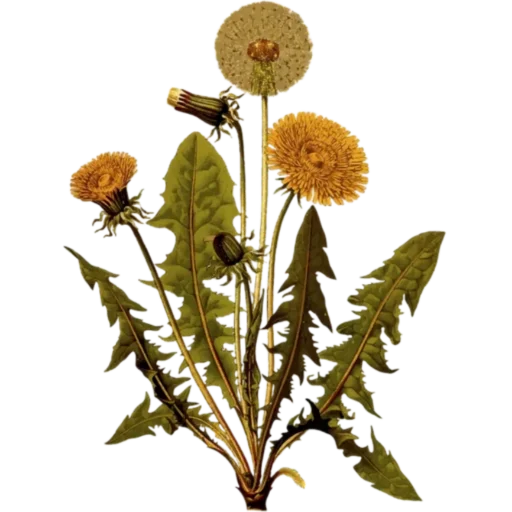 Стикер cherrysummerblodypris - 1