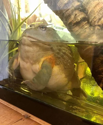 Sticker Жабы Чертиллы - 9