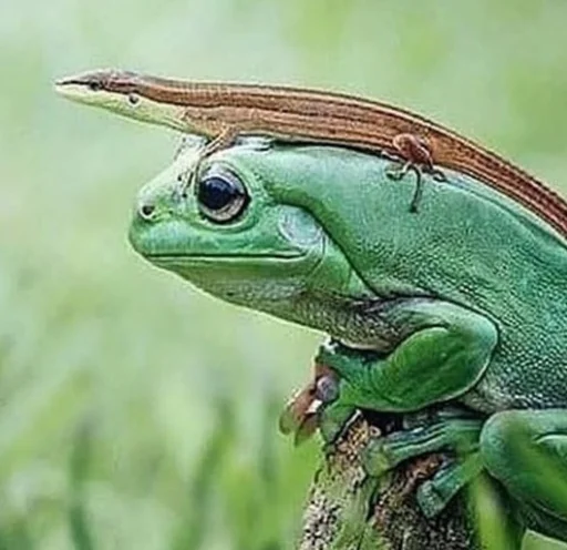 Sticker Жабы Чертиллы - 7