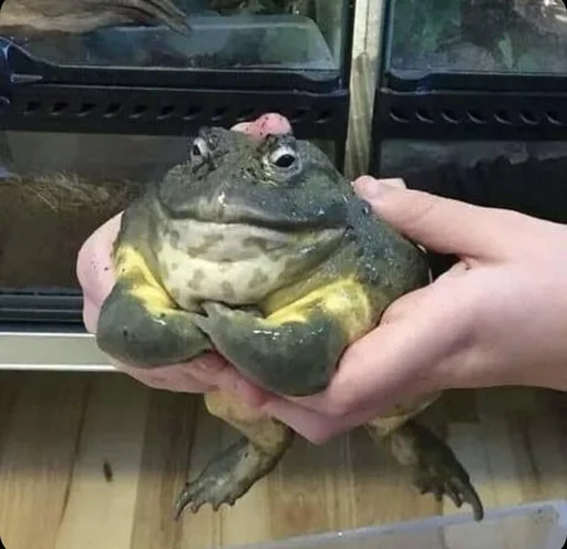 Жабы Чертиллы - 