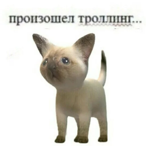 cat domestic cat mammal