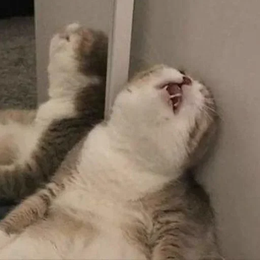 млекопитающее животное кошка