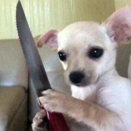 животное собака домашнее животное