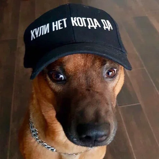 порода собак домашнее животное воротник