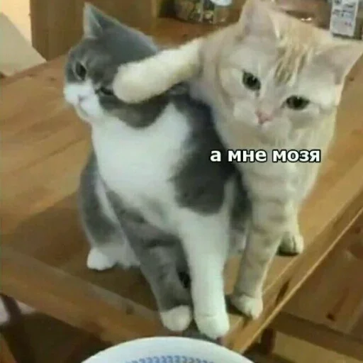 domestic cat cat small to medium-sized cats