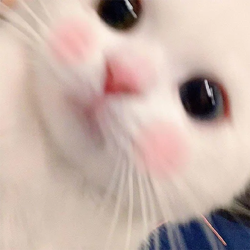 mammal animal small to medium-sized cats