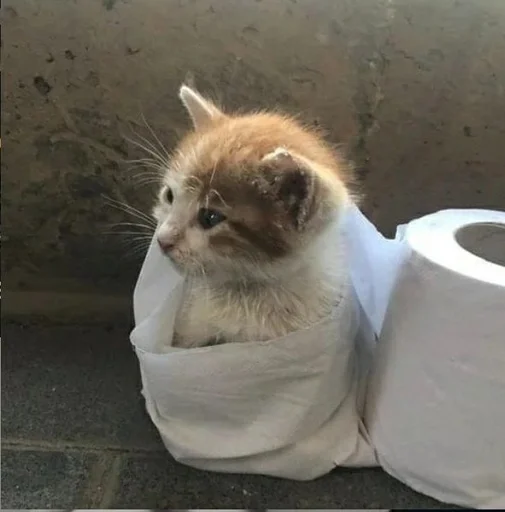 animal cat small to medium-sized cats