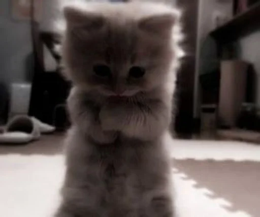 mammal animal small to medium-sized cats