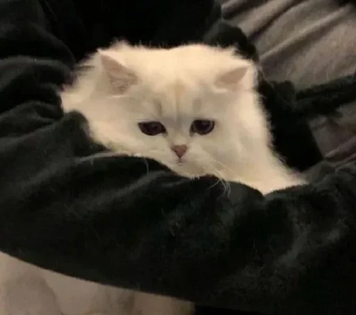 cat domestic cat small to medium-sized cats