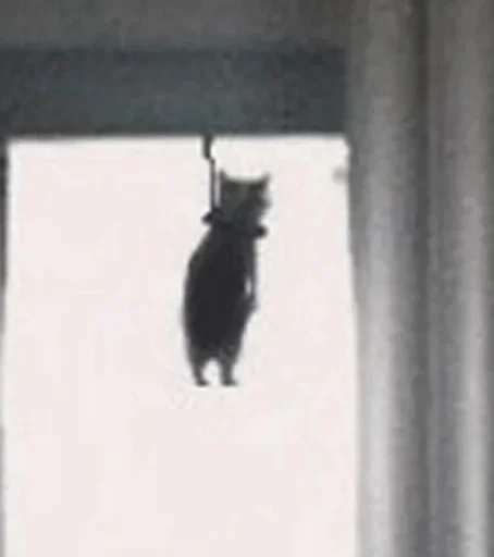 cat window indoor