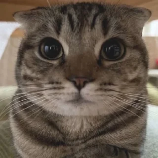 Стикер Чикабумчик топ - 7