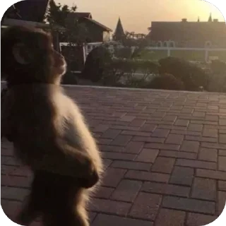 Sticker Chillguy (DJ Fimoz) - 1