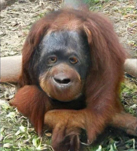 Sticker chimpmonke - 1