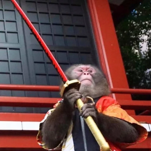 Стикер chimpmonke - 1