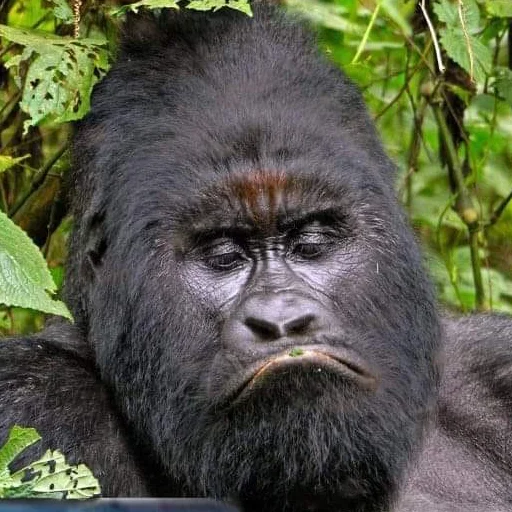 Стикер chimpmonke - 1