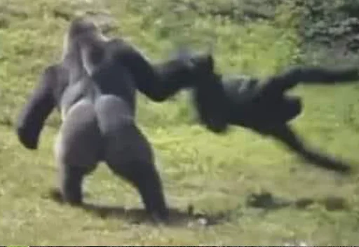 Sticker chimpmonke - 1