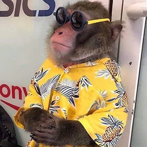 Стикер chimpmonke - 1
