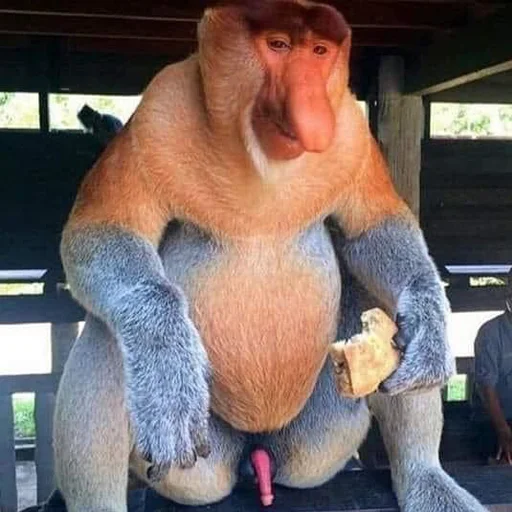 Стикер chimpmonke - 1