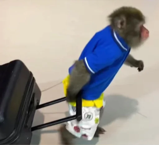 Стикер chimpmonke - 1