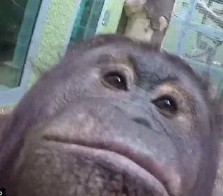 Стикер monke - 6