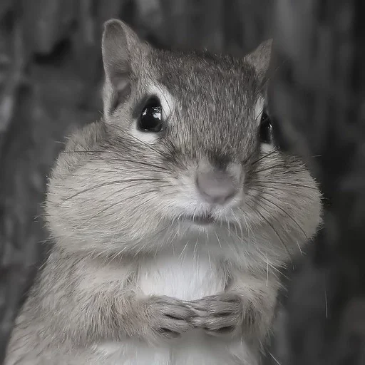 animal mammal rodent