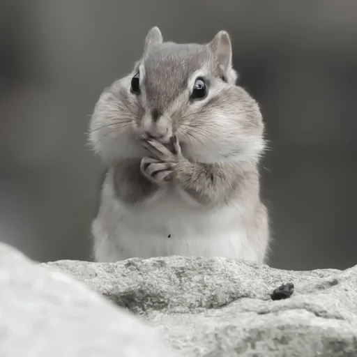 chipmunks fr @soni1help :: @fStikBot - animal