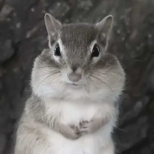 animal mammal squirrel