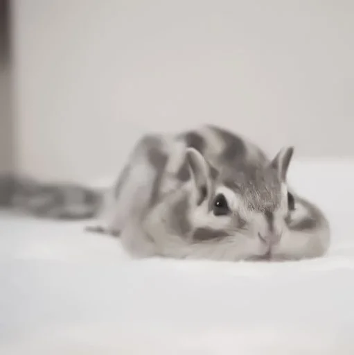 mammal animal chipmunk