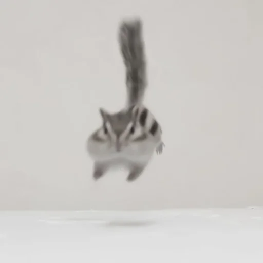 animal mammal chipmunk