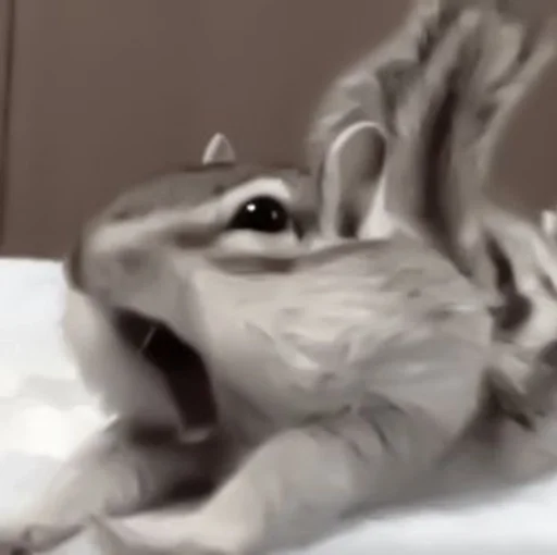 chipmunk animal mammal