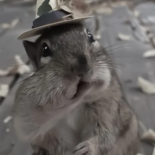 mammal animal rodent