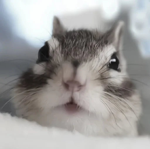 mammal animal rodent