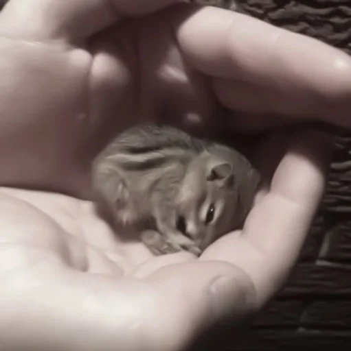 person rodent chipmunk