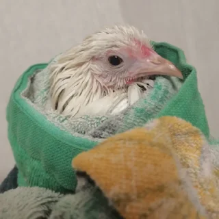 Стикер coco chips - 10